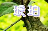 《虫宝的植物朋友》精选集之二：琥珀#一分钟教育专栏