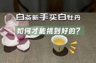 白茶新手购买指南：散茶、饼茶的选择及新老茶的考量