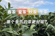 喝茶的季节选择：春茶、夏茶、秋茶、冬茶的影响