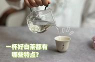 优质白茶的七个特性，你了解了吗？来看看你的茶是否达到了这些标准？