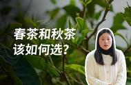 秋茶的争议：是否真的不如春茶好喝？