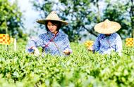 六堡茶自治区级重点实验室在梧州设立新实验室