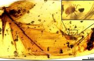 琥珀中的秘密：恐龙时代吸血蜱的发现之旅