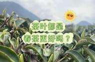 全面比较：春茶是否优于其他茶叶，包括绿茶、红茶、白茶和乌龙茶