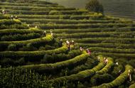 南京雨花茶：品味中国的茶香之旅