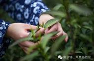 南京雨花茶的前世今生：一段茶叶历史的回顾