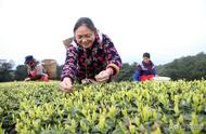 你知道春茶和夏茶的区别在哪里吗？