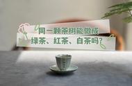 茶的世界：六大茶类的划分及其背后的科学原理