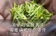 如何挑选真正的蒙顶黄芽？这些条件你不能忽视！#小众茶叶