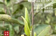 春茶季探秘：2023年白茶实拍解读，揭示优质白毫银针的秘密！