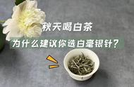 秋天喝茶选白毫银针，4大优势让你爱不释手