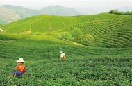 春天的第一杯茶：径山茶的故事