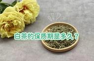 白茶中的寿眉和白毫银针：长期收藏的时间问题