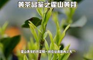 霍山黄芽品鉴：揭示黄茶的秘密