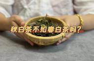 5分钟让你明白春白茶和秋白茶的差异，哪个更符合你的口味？