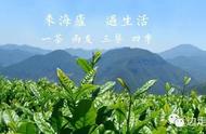 江西庐山海庐云雾茶：一茶二友三餐四季景的精神寄托