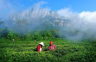 庐山云雾茶：高山出好茶，九江人的自豪