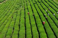 南京雨花茶的开采季已经启动，本地采茶工成为主力群体！