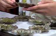 蒙顶甘露茶叶品质的视觉判断：外形和色泽的参考标准