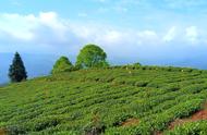 蒙顶山雷鸣茶：感受大自然的恩赐