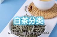 白茶种类研究：深度探讨白茶的主要分类