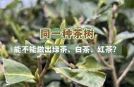 同一种茶树，绿茶、红茶、白茶、乌龙茶的制作全攻略！