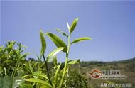 春茶、夏茶、秋茶：不同季节的茶叶风情