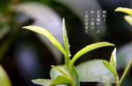 世界茗茶探秘：都匀毛尖的制作工艺