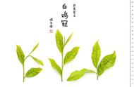 乌龙茶的旅程：基本茶类的全新探索