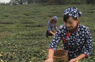 清末岁月，与您共享蒙顶黄芽的茶文化