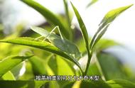 六大茶类中的黄茶：稀缺资源，品味独特