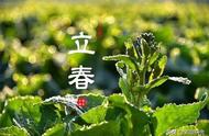 普洱茶的四季之歌：同一山头春茶、夏花、秋茶的韵味