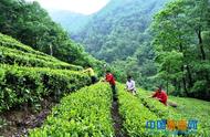 陇南康县阳坝镇宋沟村茶农的夏季茶叶采摘过程