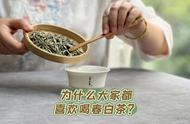 春茶季，为何春白茶总是人气爆棚？4大特点解析