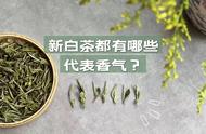 新白茶的三大香型全面解析，看完再品，你能辨别出来吗？