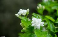 广西特色农产品品牌故事：南宁横县茉莉花茶的独特风味