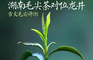 黄金产茶带的茶叶大战：古丈毛尖与龙井茶谁能笑到最后