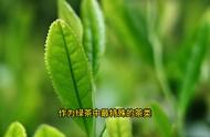 六安瓜片：绿茶中的清新之选