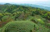 雅安蒙顶山茶：一杯茶，一段历史