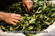 中国十大名茶之黄山毛峰：茶艺与文化的完美结合