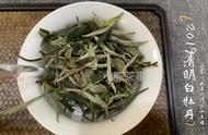 白茶中的春茶秋茶各有千秋，夏天的夏茶去了哪里？