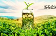 六大茶类纵览：绿茶，鲜爽的绿衣舞者