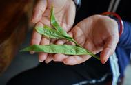 普洱茶之旅：亲手做饼茶，珍藏一份特别的回忆