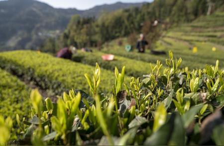 带你走遍中国茶乡：十八省市名茶鉴赏。