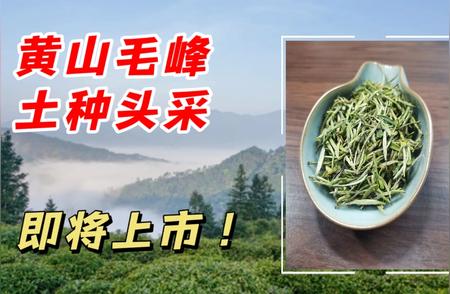 2023黄山毛峰，带你领略不一样的茶香世界！