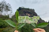 一文教你如何选购岩茶中的高香品种，4点买茶技巧不容错过