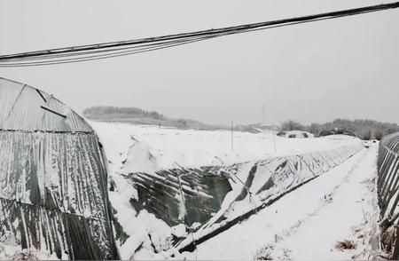 逆境中求进：潘均生态农场应对雪灾的智慧与挑战