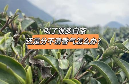 体验顶级白茶香气的两个秘密技巧分享