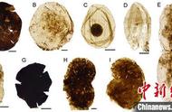 中外古生物学家在“枯燥的十亿年”中揭开古代精美微体化石的神秘面纱