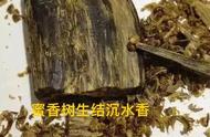 古代奇楠沉香的原始形态与现代应用探讨